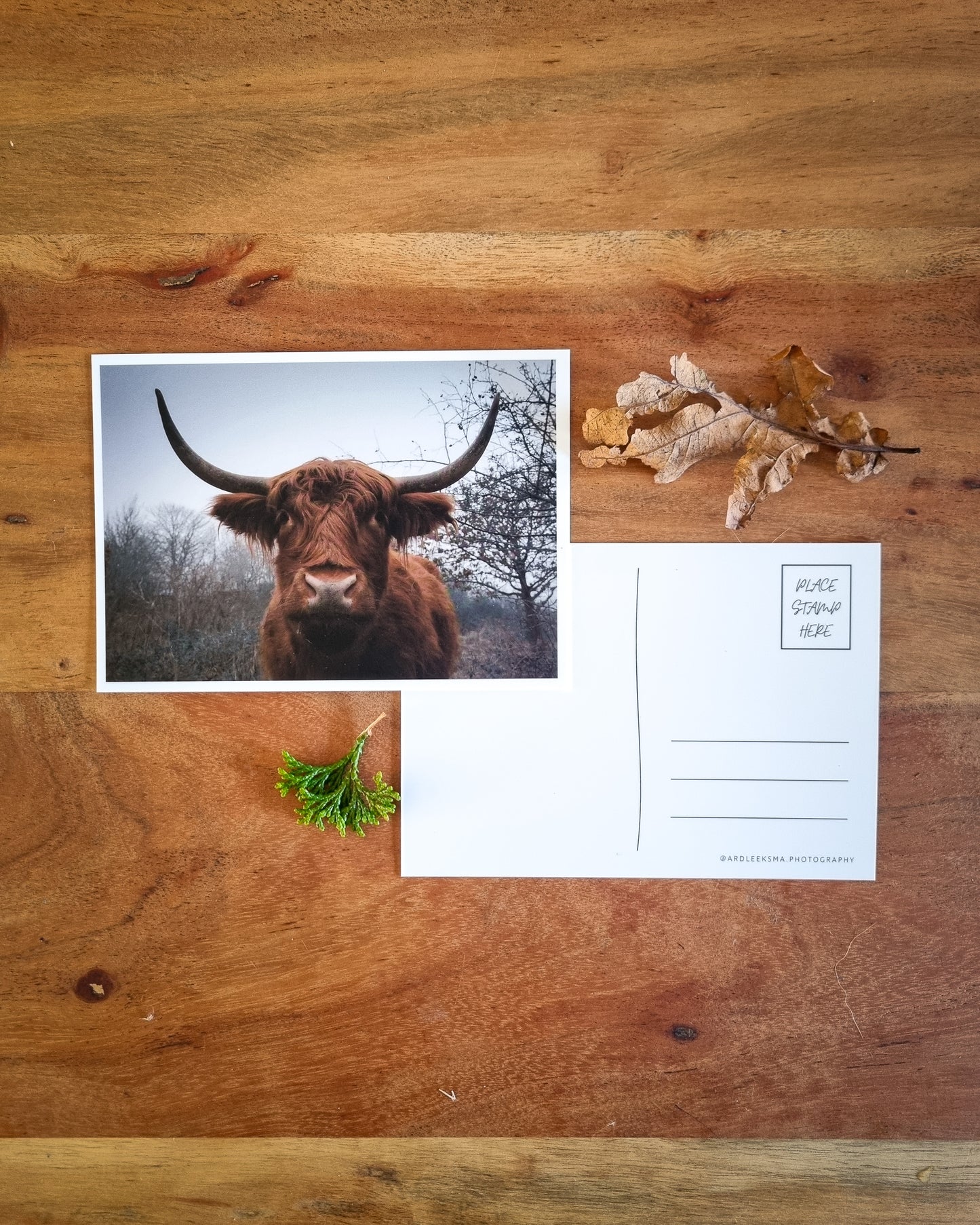 Highland Cattle - Postkaart