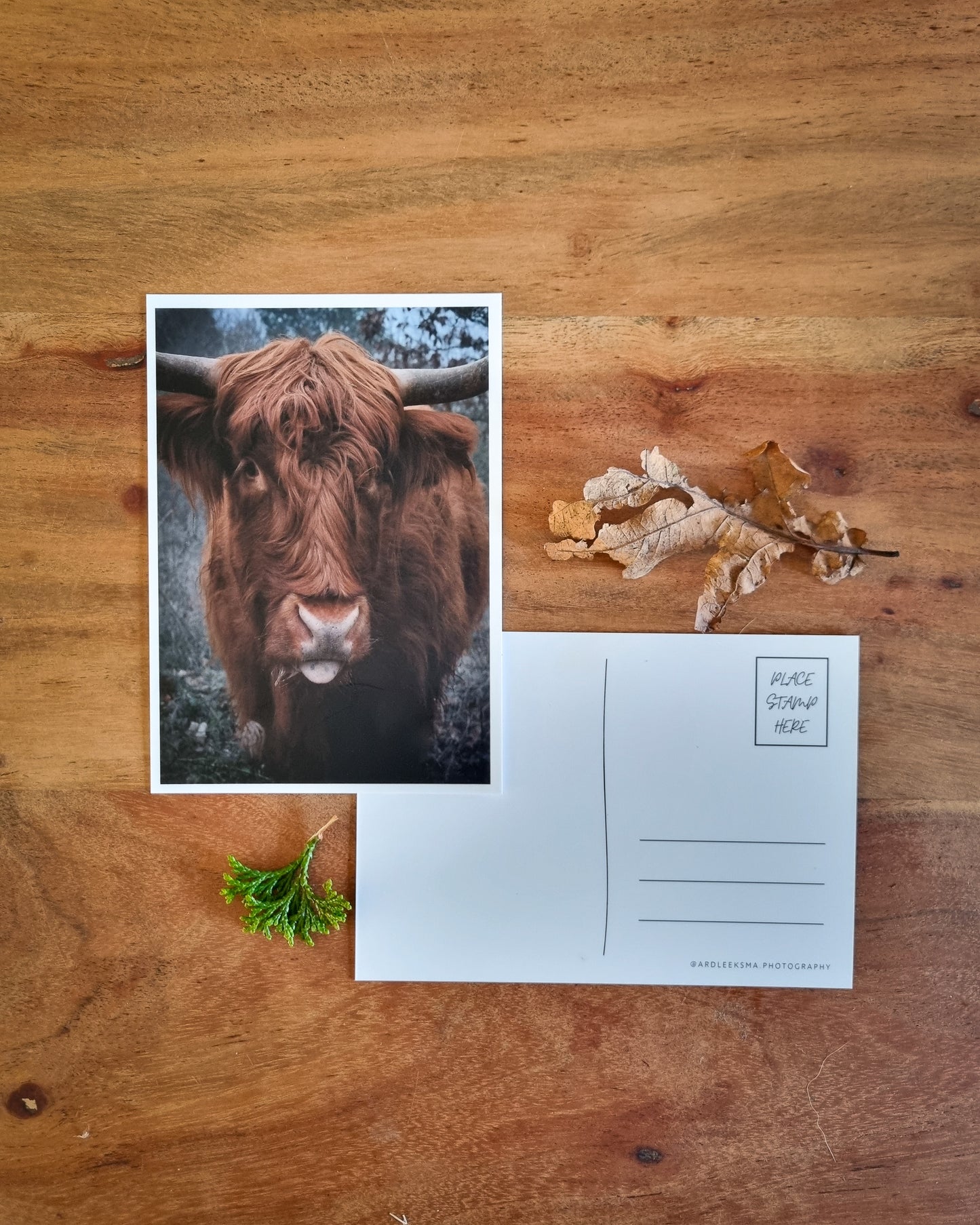 Highland cattle - Postkaart
