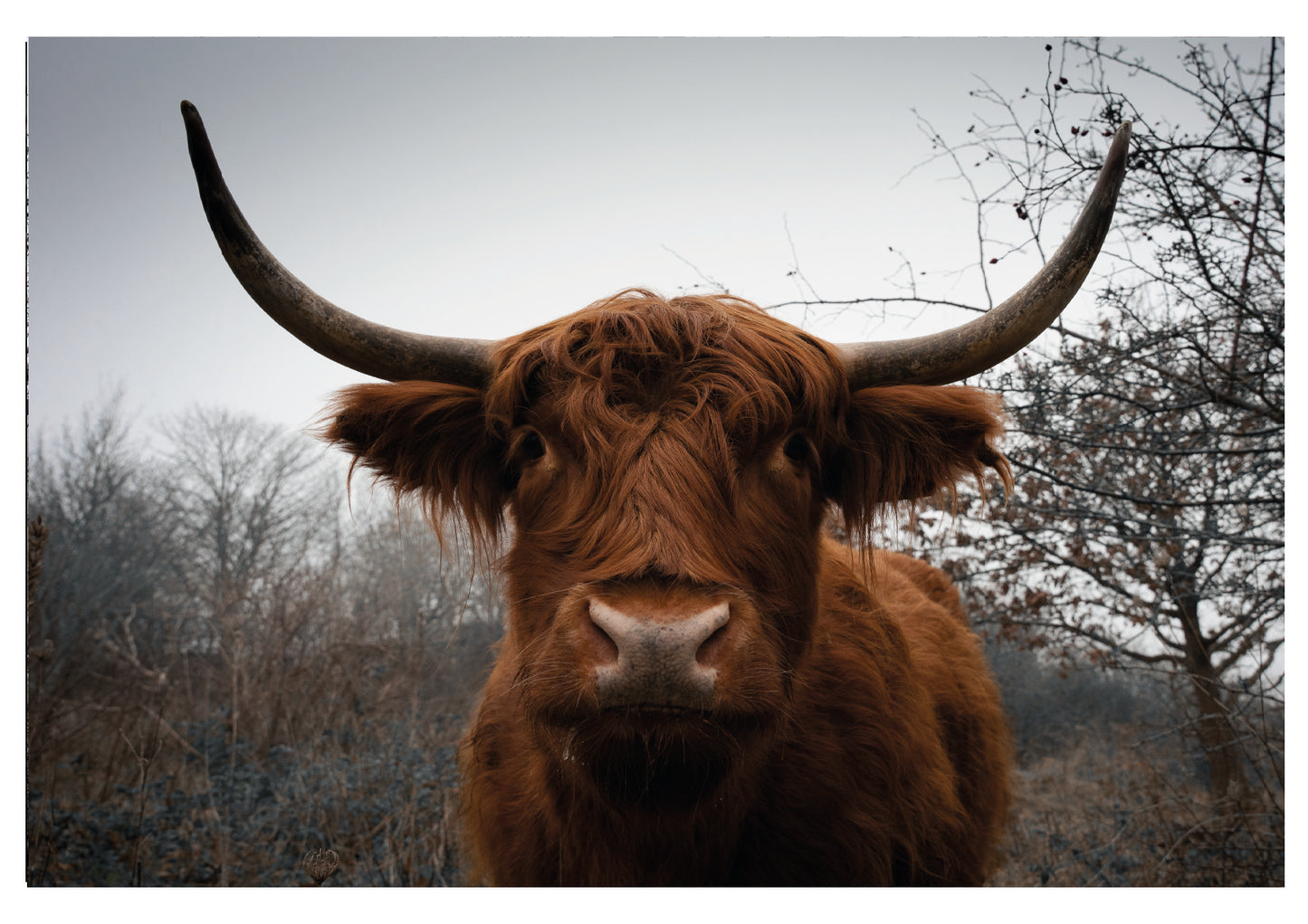 Highland Cattle - Postkaart