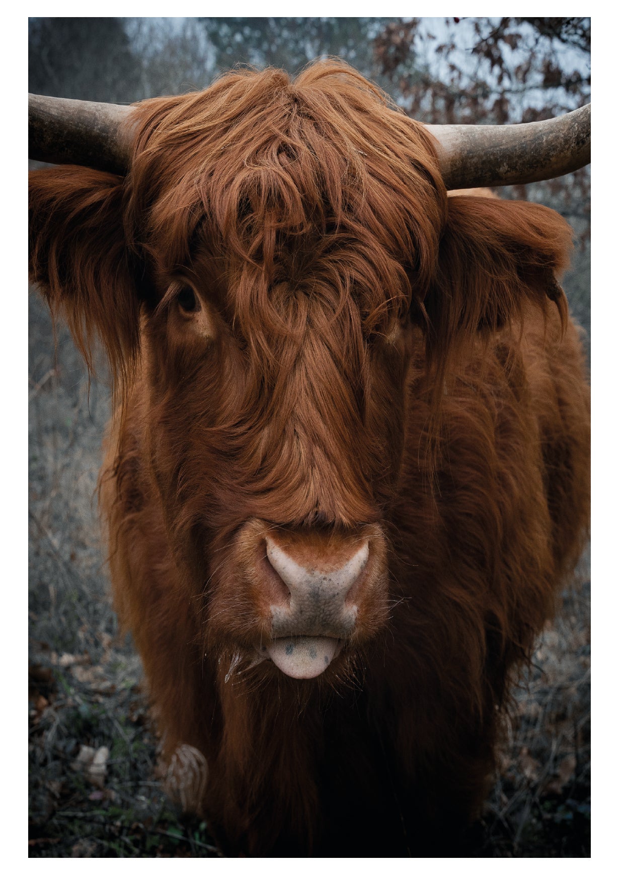 Highland cattle - Postkaart